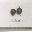 Click for 1 image(s) for this accession. FRUIT
